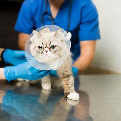 cat wearing surgery cap