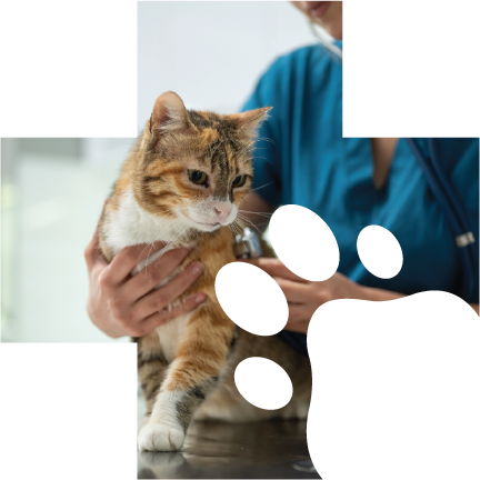 Cat Veterinarian in Bremerton - wheaton way veterinary hospital - bremerton washington