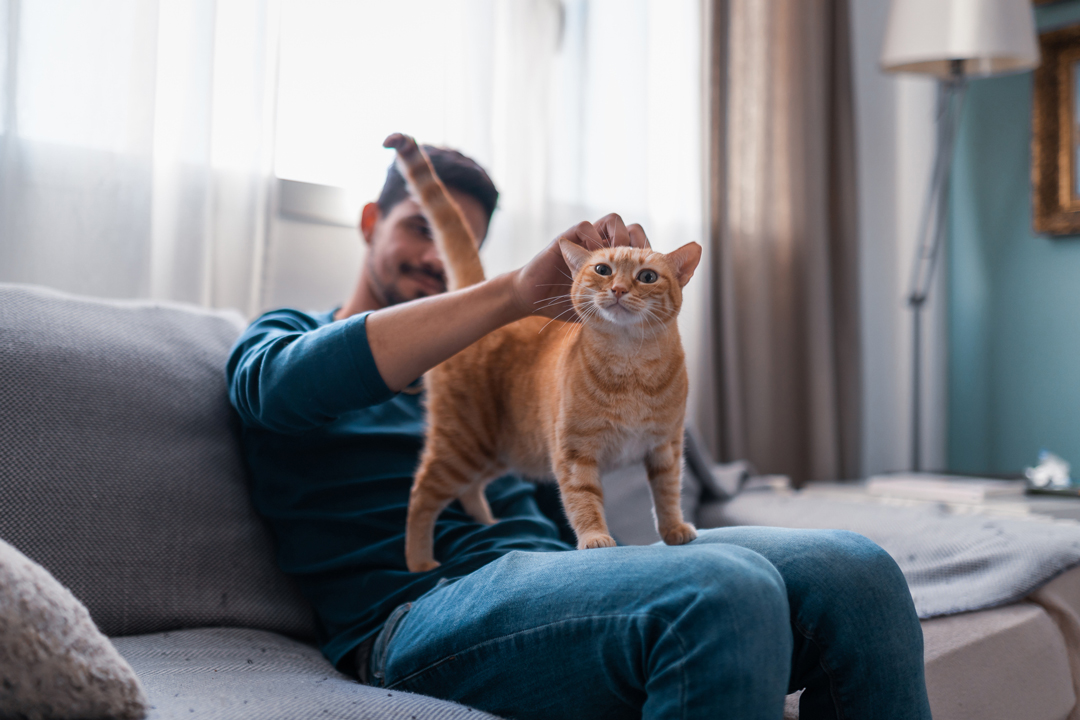 Veterinarian-for-Cats-in-Bremerton - wheaton way veterinary hospital - bremerton washington